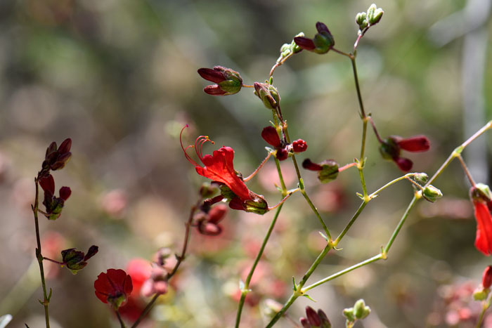 Mirabilis coccinea, Scarlet Four O'clock